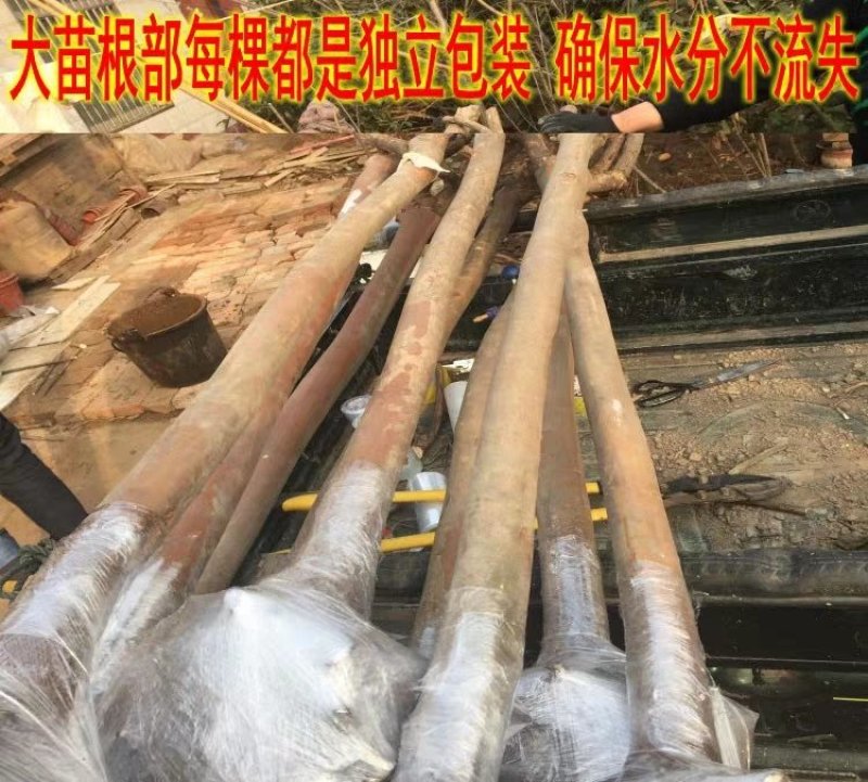 绿化苗木占地拆迁紫薇树苗小苗红火箭