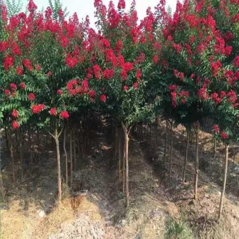 绿化苗木占地拆迁紫薇树苗小苗红火箭