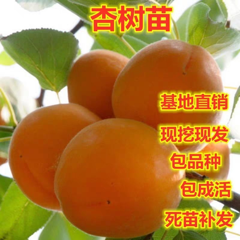 杏苗杏树苗南方北方种植庭院盆栽特大金太阳杏嫁接果树苗当年