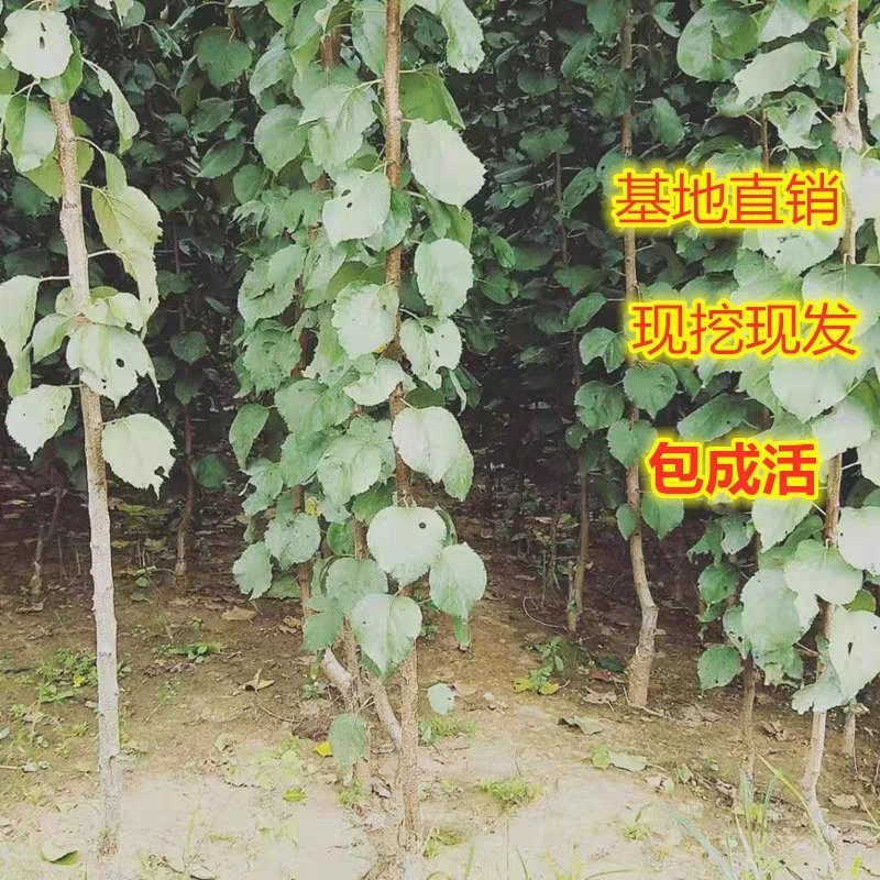 杏苗杏树苗南方北方种植庭院盆栽特大金太阳杏嫁接果树苗当年