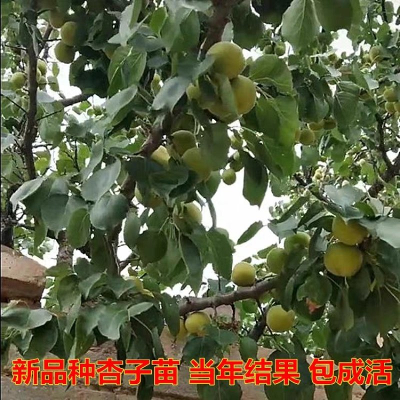 杏苗杏树苗南方北方种植庭院盆栽特大金太阳杏嫁接果树苗当年