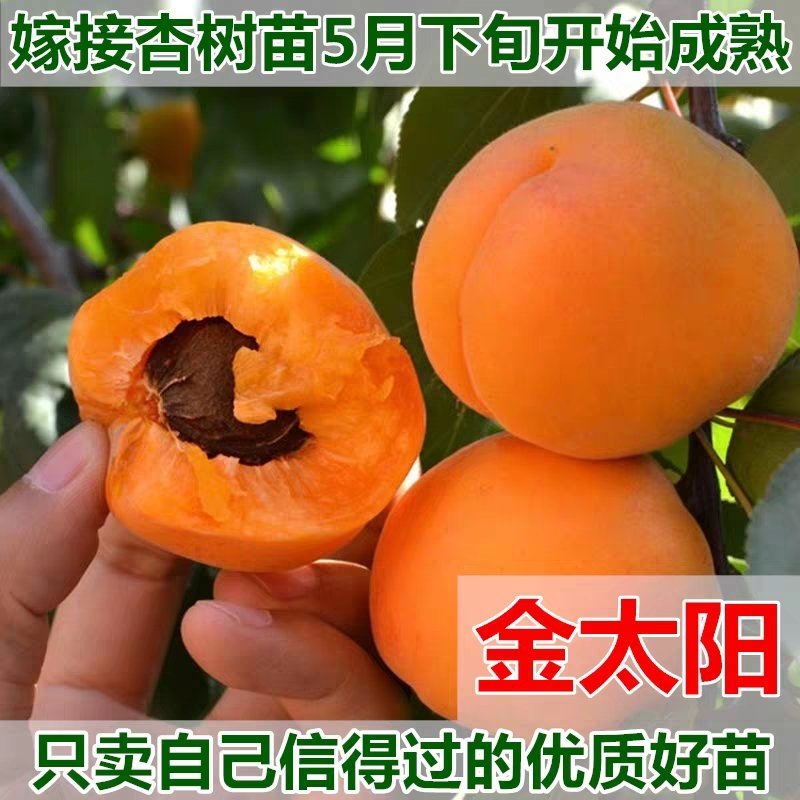 杏苗杏树苗南方北方种植庭院盆栽特大金太阳杏嫁接果树苗当年