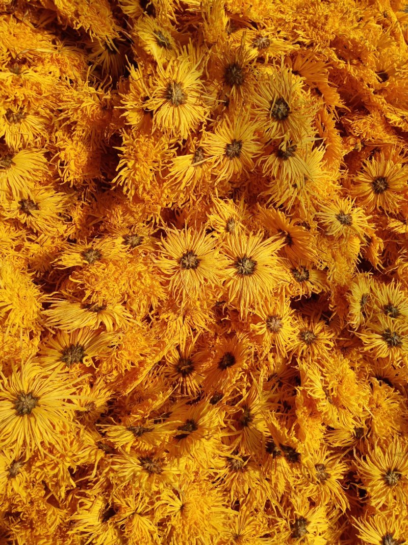 干菊花
