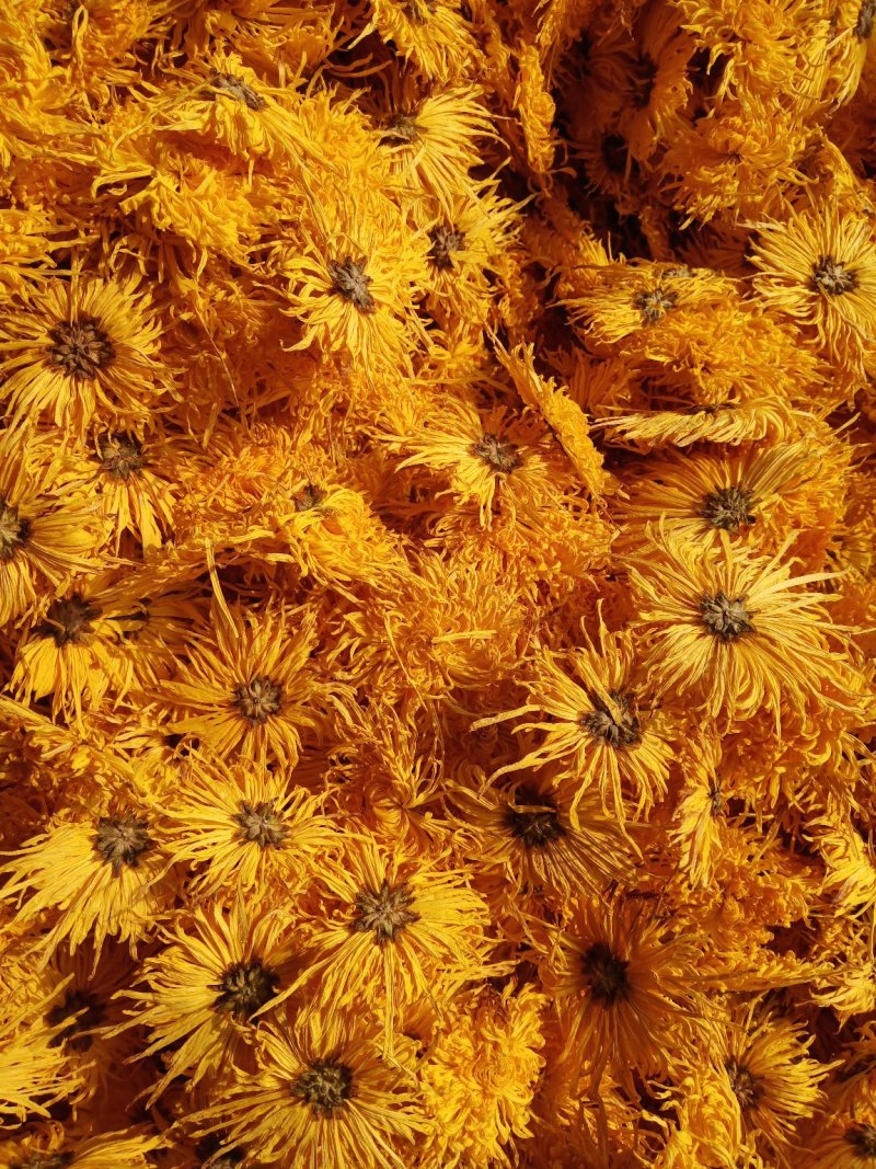 干菊花