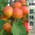 嫁接特大凯特杏树苗南方北方种植金太阳杏树苗新品种