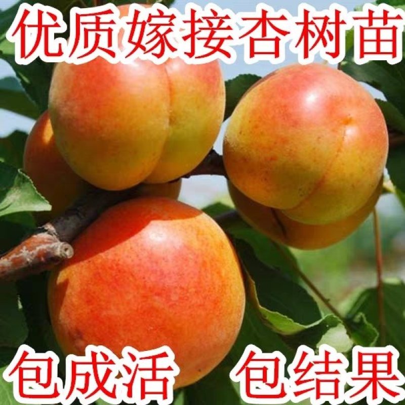 嫁接特大凯特杏树苗南方北方种植金太阳杏树苗新品种
