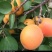 嫁接特大凯特杏树苗南方北方种植金太阳杏树苗新品种
