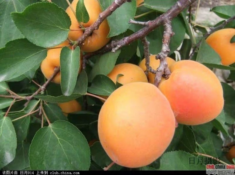 嫁接特大凯特杏树苗南方北方种植金太阳杏树苗新品种