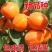 嫁接特大凯特杏树苗南方北方种植金太阳杏树苗新品种