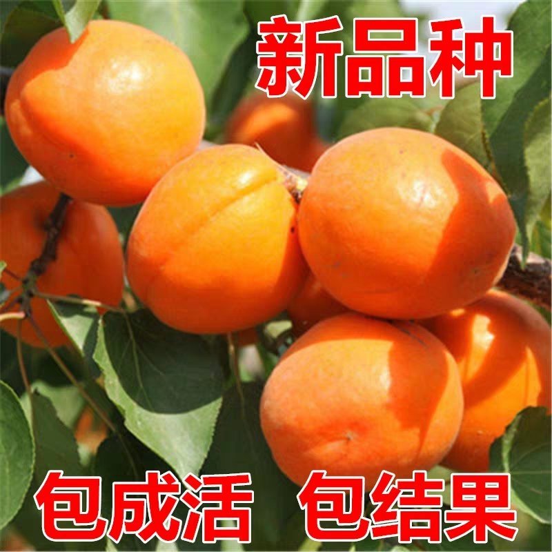 嫁接特大凯特杏树苗南方北方种植金太阳杏树苗新品种