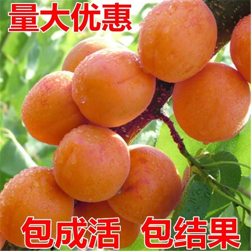 嫁接特大凯特杏树苗南方北方种植金太阳杏树苗新品种