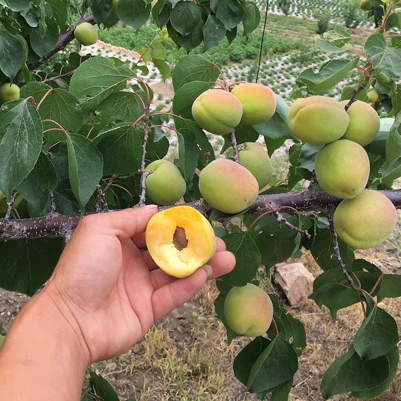 嫁接特大凯特杏树苗南方北方种植金太阳杏树苗新品种