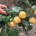 嫁接特大凯特杏树苗南方北方种植金太阳杏树苗新品种