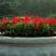 观花种子一串红种子高串串红种子园林景观绿化花草花卉种子