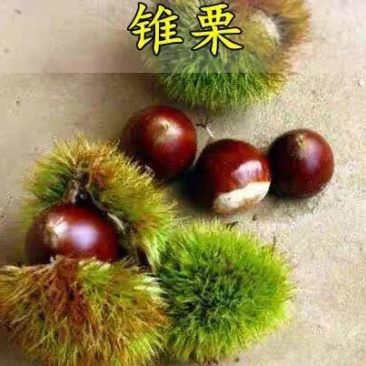 锥栗板栗苗树嫁接苗早晚熟地栽庭院南北方种植