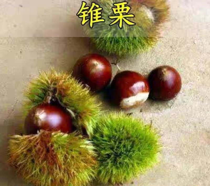 锥栗板栗苗树嫁接苗早晚熟地栽庭院南北方种植