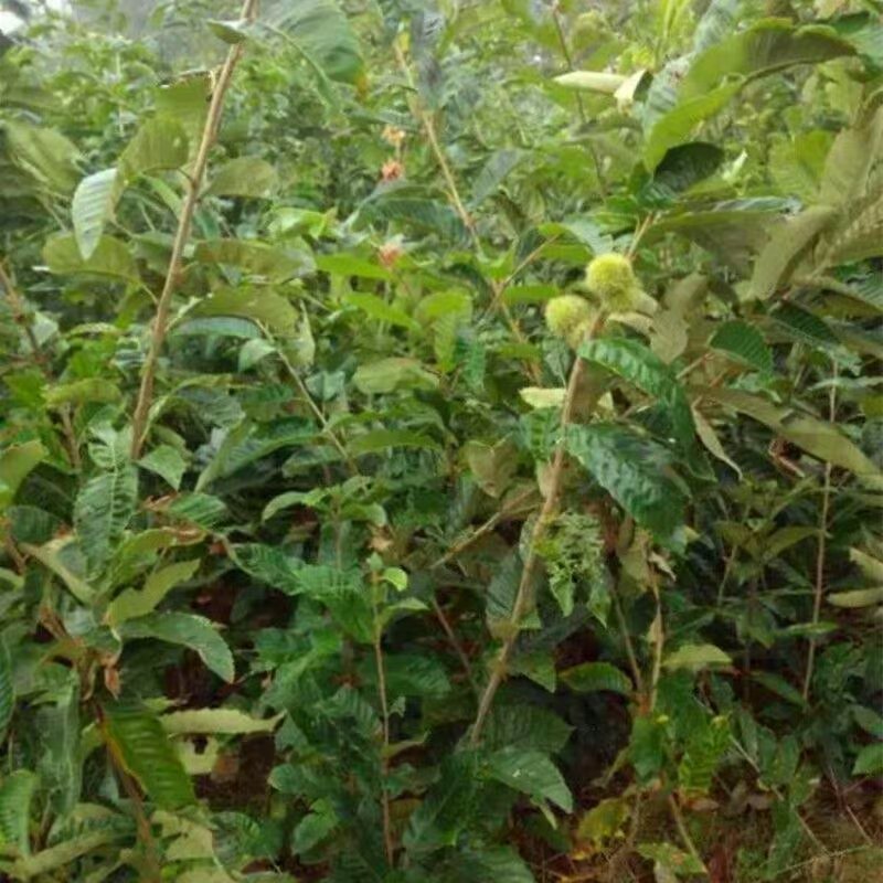 锥栗板栗苗树嫁接苗早晚熟地栽庭院南北方种植