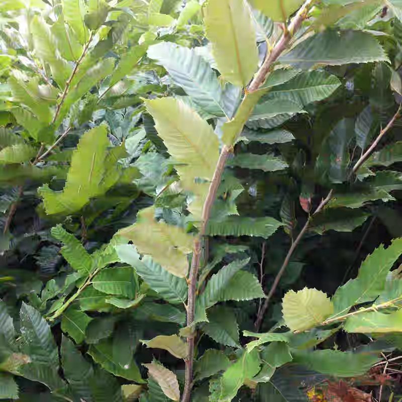 锥栗板栗苗树嫁接苗早晚熟地栽庭院南北方种植