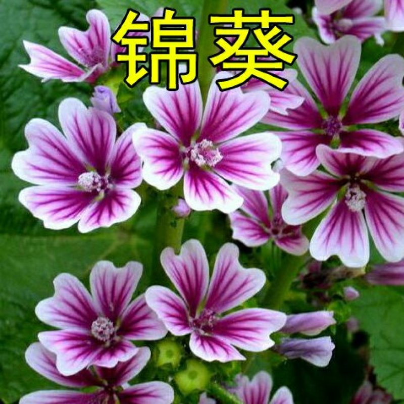锦葵种子耐寒耐旱多年生花卉种子景观绿化庭院种植
