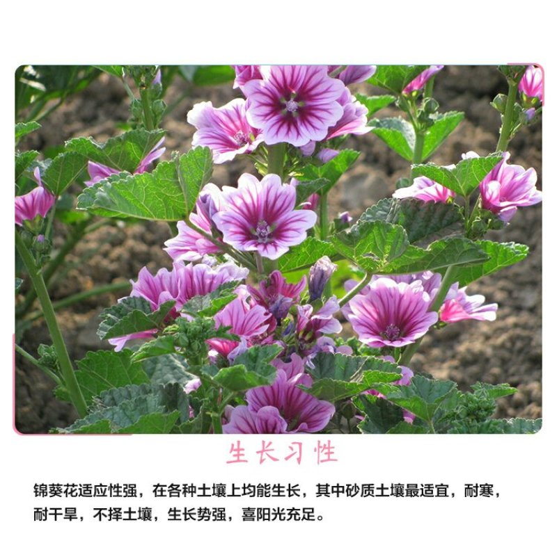 锦葵种子耐寒耐旱多年生花卉种子景观绿化庭院种植
