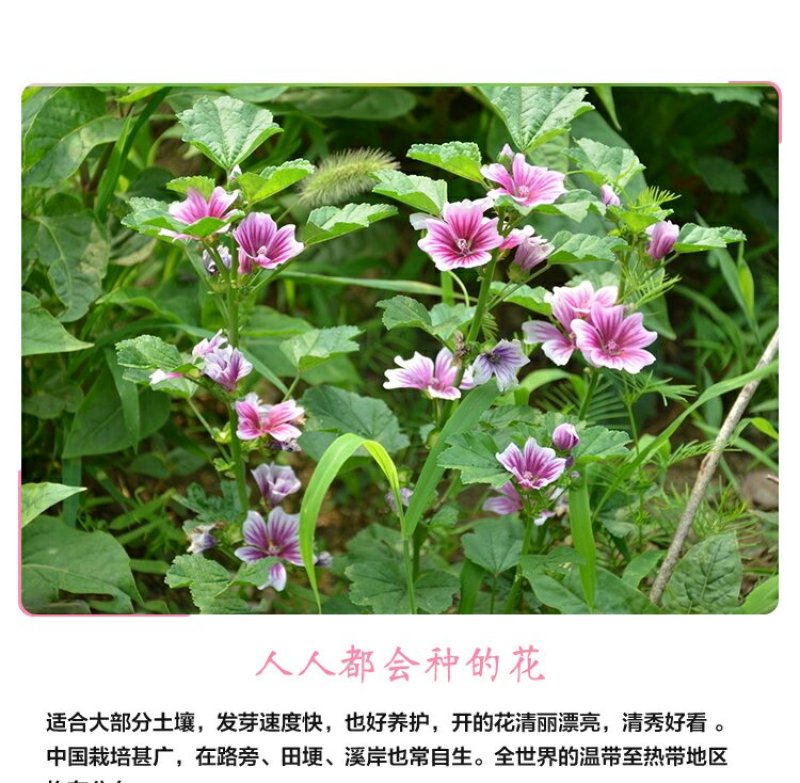 锦葵种子耐寒耐旱多年生花卉种子景观绿化庭院种植