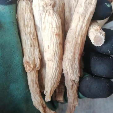 大力参足干高质量高含量煲汤大补皮白肉红属无糖红参