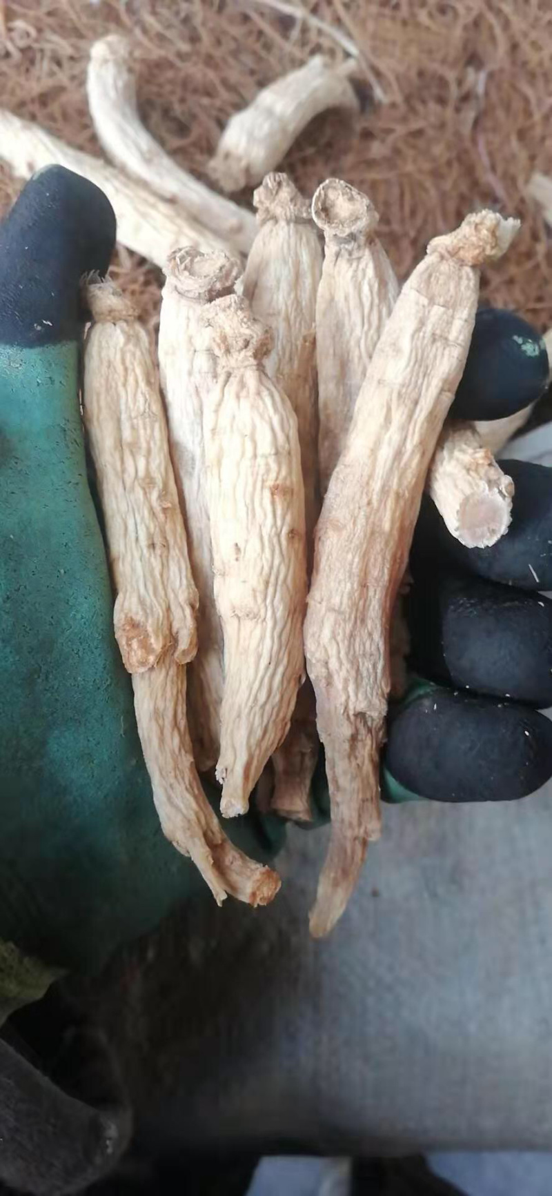 大力参足干高质量高含量煲汤大补皮白肉红属无糖红参
