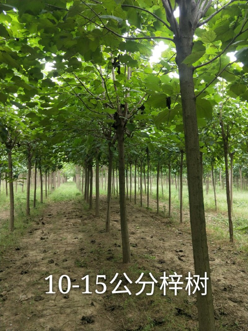 梓树