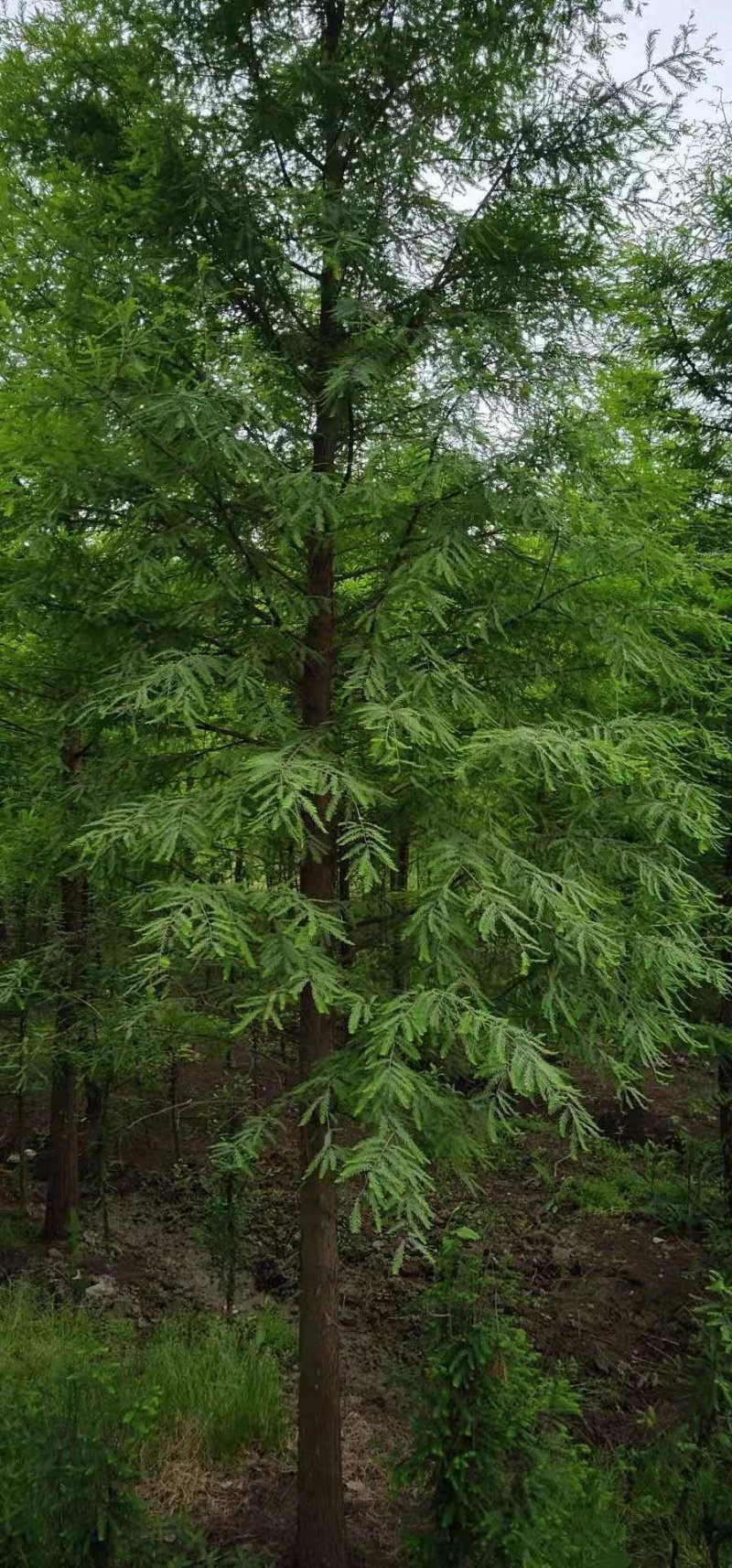 落羽杉，中山杉池杉（杉木基地直供规格齐全）