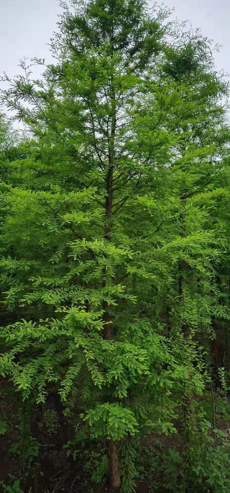 落羽杉，中山杉池杉（杉木基地直供规格齐全）
