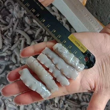 章鱼酱原料