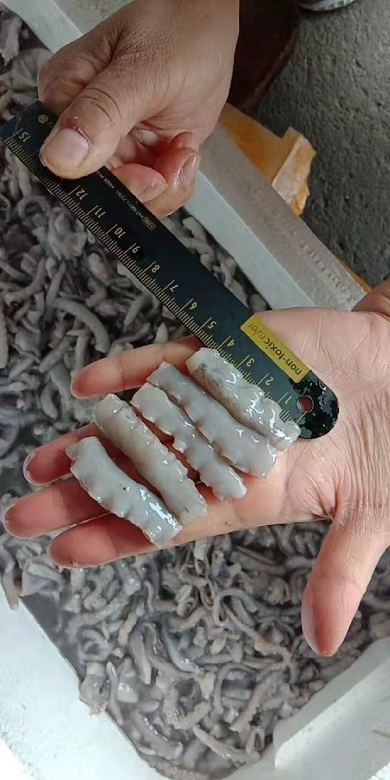 章鱼酱原料