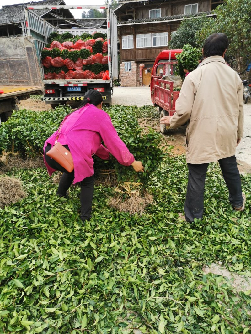 茶叶树苗高产量高品质的品种