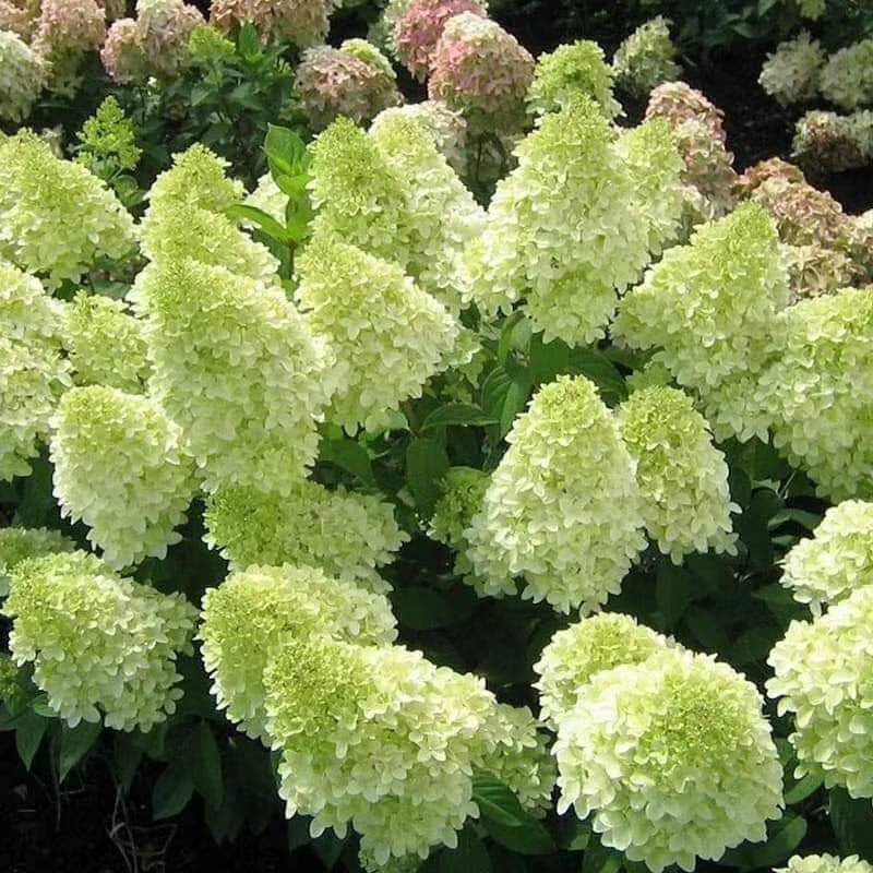 圆锥木绣球香草草莓可用于园艺绿化工程全国各地可发货