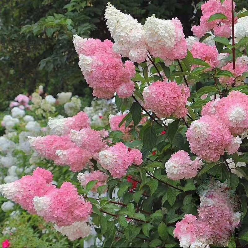 圆锥木绣球香草草莓可用于园艺绿化工程全国各地可发货