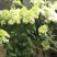 圆锥木绣球香草草莓可用于园艺绿化工程全国各地可发货