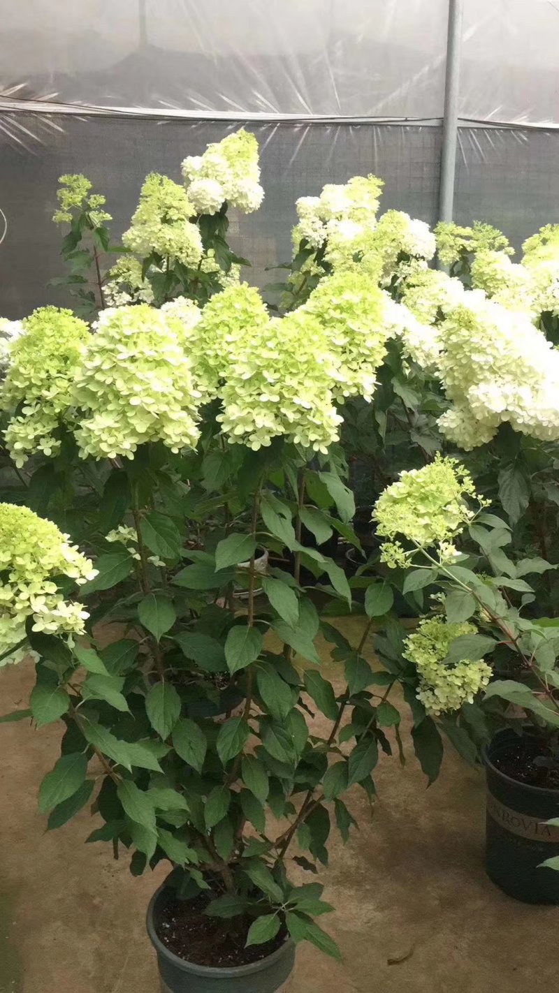 圆锥木绣球香草草莓可用于园艺绿化工程全国各地可发货