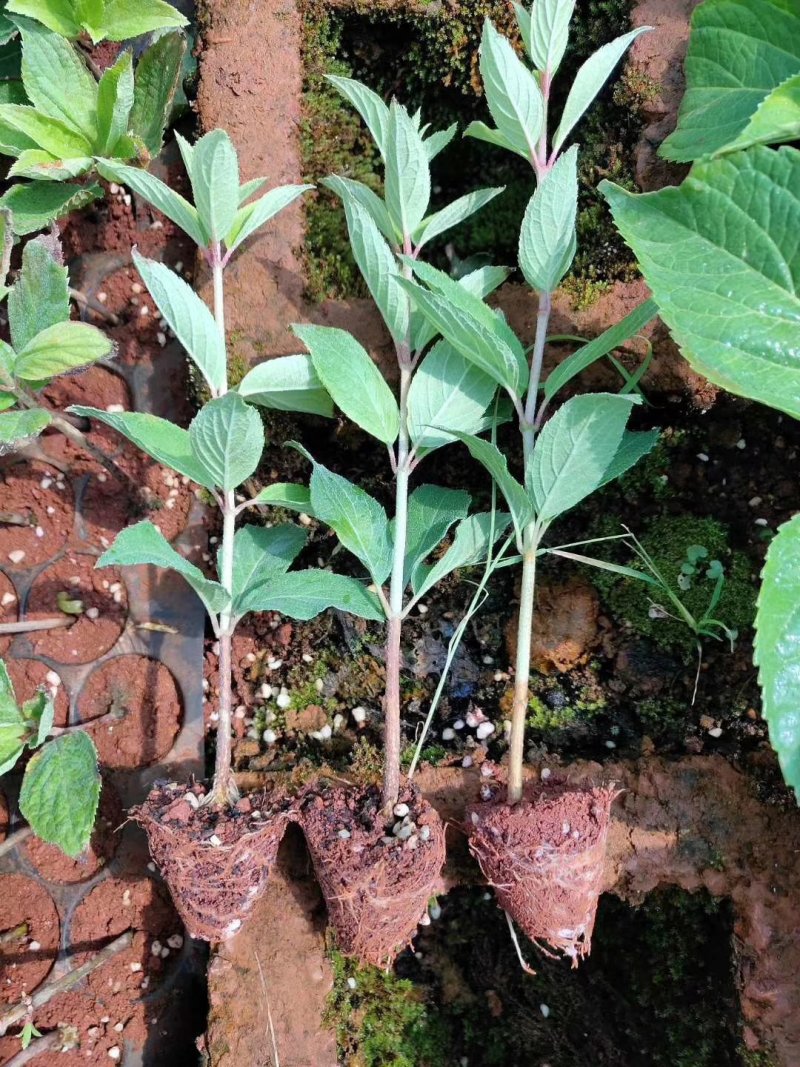 圆锥木绣球香草草莓可用于园艺绿化工程全国各地可发货