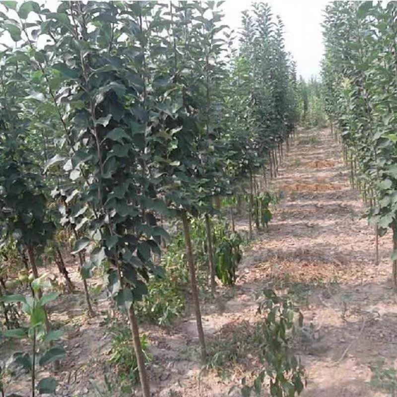 黄金梨树苗皮薄肉厚质细汁多