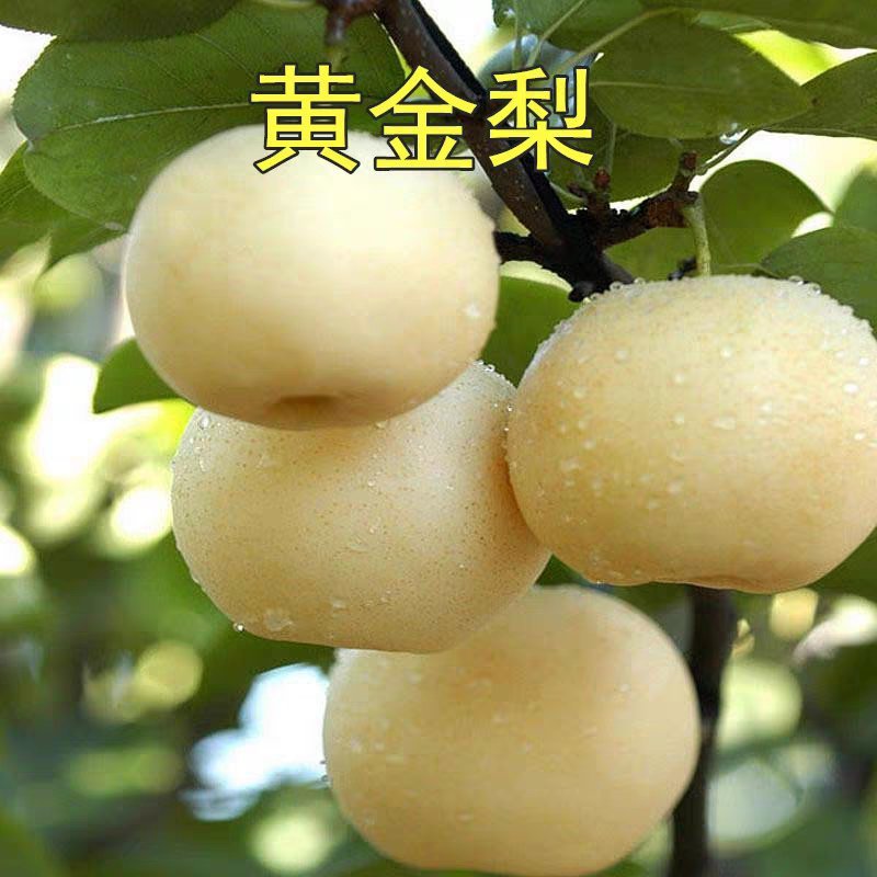 黄金梨树苗皮薄肉厚质细汁多