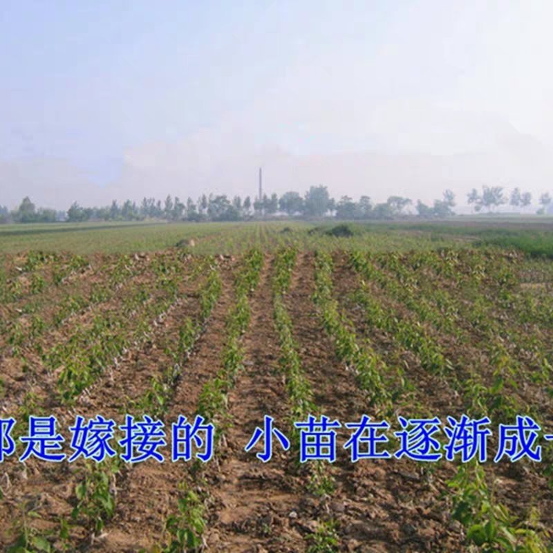 黄金梨树苗皮薄肉厚质细汁多