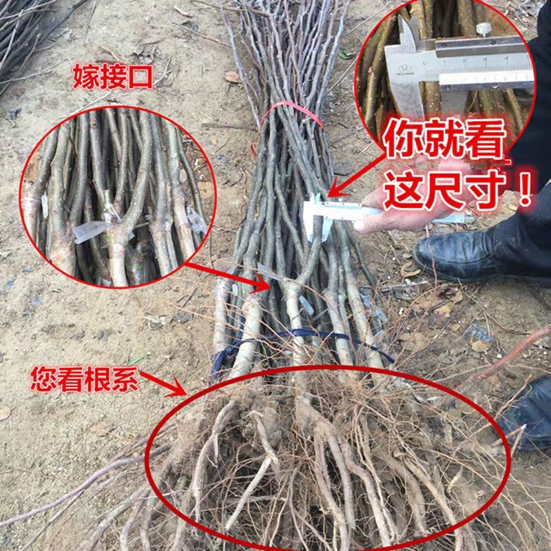 黄金梨树苗皮薄肉厚质细汁多