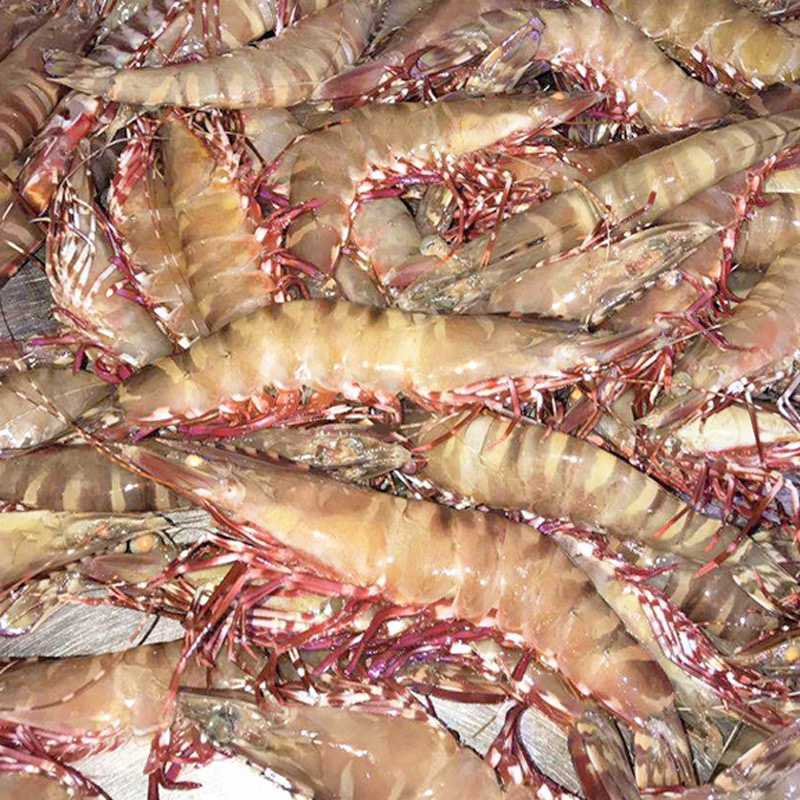 国家四大渔港之一博贺渔港直供斑节虾鬼虾红虾