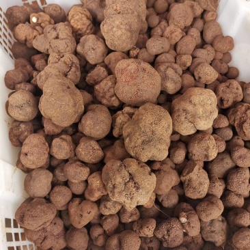 鲜块菌猪拱菌块菌一首货源专注精品质优价廉