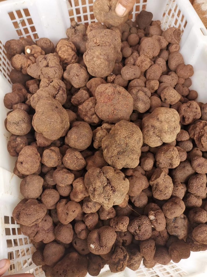 鲜块菌猪拱菌块菌一首货源专注精品质优价廉