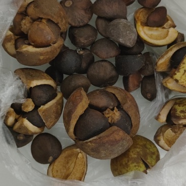 野生山茶油果