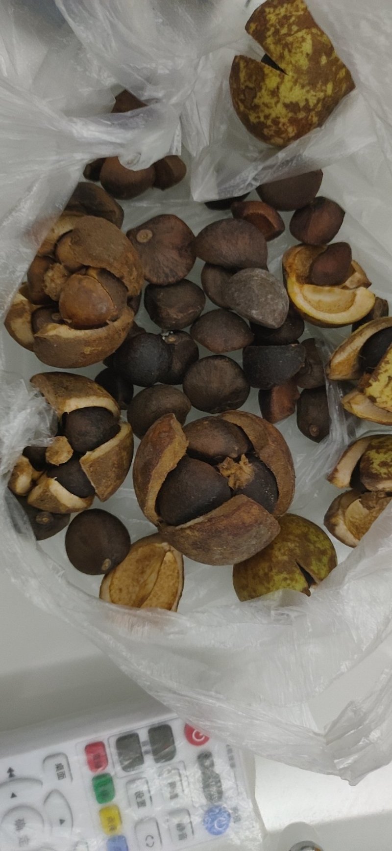 野生山茶油果