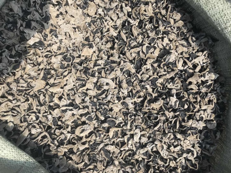 黑龙江牡丹江东宁市最大黑木耳基地