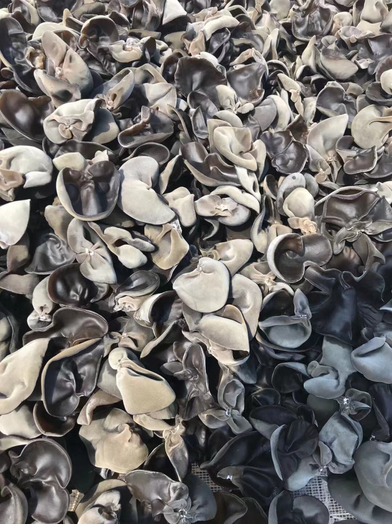 黑龙江牡丹江东宁市最大黑木耳基地