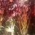 美国红枫，扦插小苗，产地直销，全国邮寄。